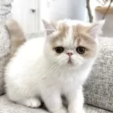 エキゾチックショートヘア