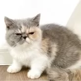 エキゾチックショートヘア【佐賀県・女の子・2025年7月2日・ダイリュートキャリコ】の写真4