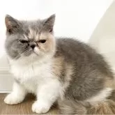 エキゾチックショートヘア【佐賀県・女の子・2025年7月2日・ダイリュートキャリコ】の写真5