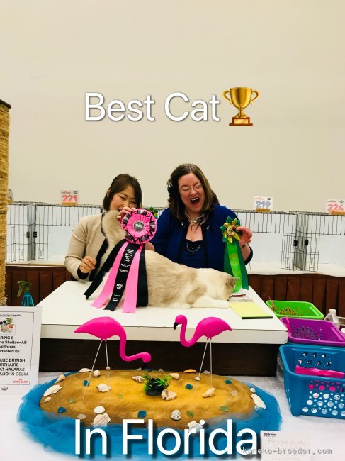 世界中のラグドールが集まる大会でBest Cat を獲得しました｜廣瀬　与志子(ひろせ　よしこ)ブリーダー(東京都・ラグドール・TICA登録)の紹介写真6