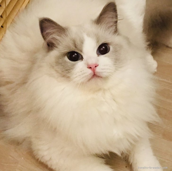 廣瀬与志子ブリーダー