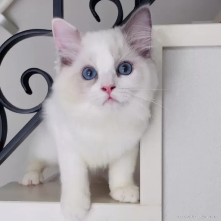 ID:2409-01685の子猫