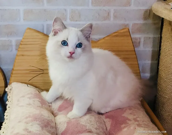 ID：1911-01869の子猫