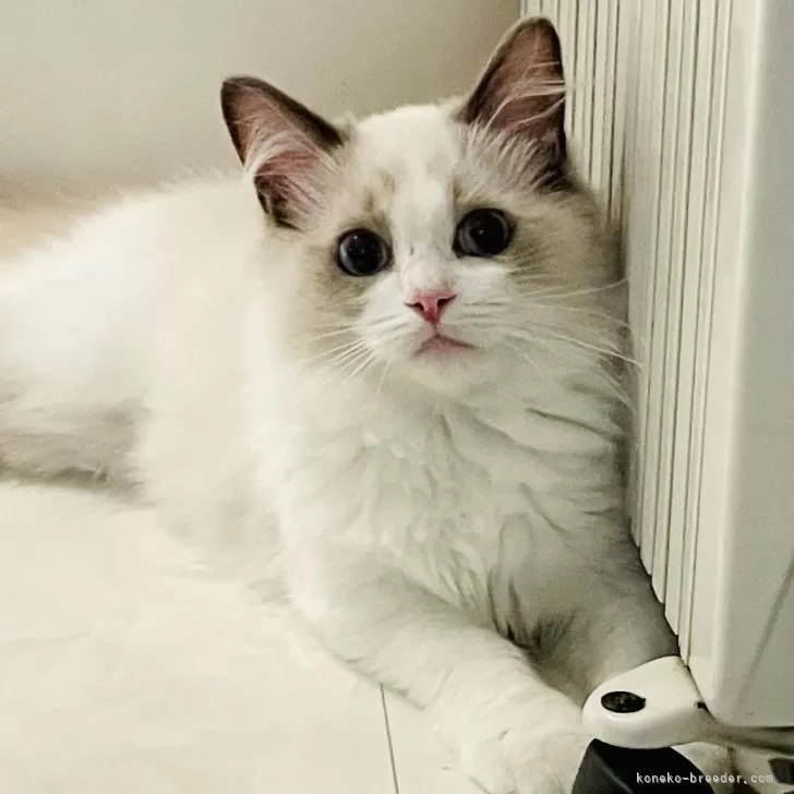 ID:2409-01687の子猫