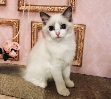 ラグドール【東京都・女の子・2018年4月4日・ブルーポイントバイカラー（シルキーなコート）】の写真「お目目の大きい可愛い子」