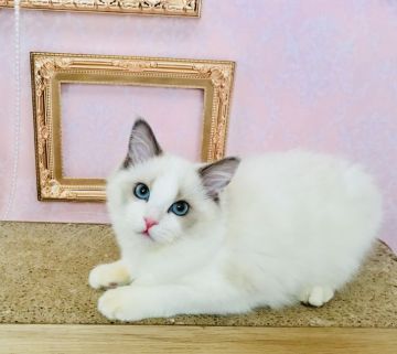 ラグドール【東京都・女の子・2018年2月3日・ブルーポイントバイカラー（シルキーなコート）】の写真「穏やかでおとなしい子」