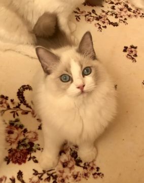 ラグドール【東京都・男の子・2017年4月26日・ブルーポイントバイカラー（シルキーなコート）】の写真「穏やかでおとなしい子  争い事は避けるタイプです」