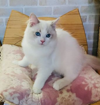 ラグドール【東京都・男の子・2019年8月5日・ブルーリンクスバイカラー（シルキーなコート）】の写真「甘えん坊さん💖」