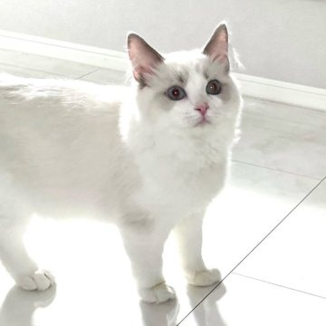 ラグドール【東京都・男の子・2023年9月2日・ブルーポイントバイカラー（シルキーなコート）】の写真「甘えん坊さんで直ぐに寄ってくる坊や💖　」