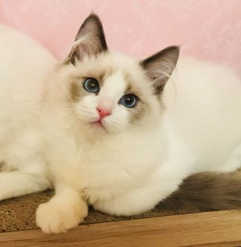 ラグドール【東京都・男の子・2018年2月3日・ブルーポイントバイカラー（シルキーなコート）】の写真「甘えん坊さんで、タッチが多い子」