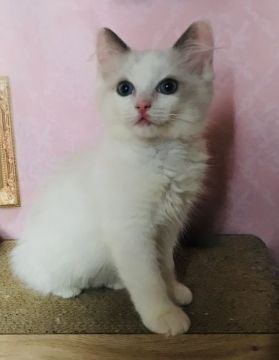 ラグドール【東京都・男の子・2018年11月16日・ブルーポイントバイカラー（シルキーなコート）】の写真「穏やかな男の子」