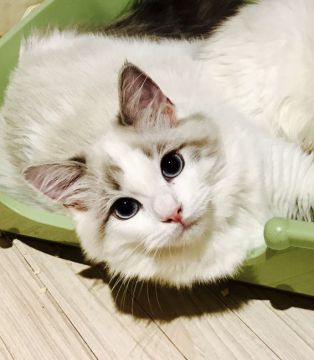 ラグドール【東京都・男の子・2017年3月5日・ブルーリンクスバイカラー（シルキーなコート）】の写真「人懐っこく、優しい男の子」