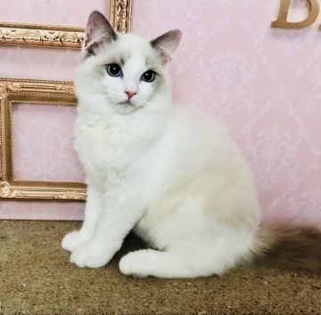 ラグドール【東京都・男の子・2018年2月6日・ブルーポイントバイカラー（シルキーなコート）】の写真「穏やかな男の子」