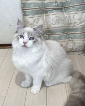ラグドール【東京都・男の子・2017年3月17日・ブルーリンクスポイントバイカラー（シルキーなコートで絡まりにくい）】の写真「とっても甘えん坊さんで、大きな男の子。」