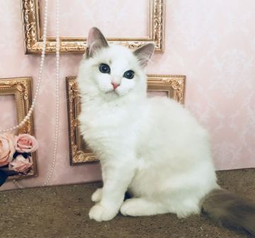 ラグドール【東京都・女の子・2018年2月6日・ブルーポイントバイカラー（シルキーなコート）】の写真「甘ったれさんの可愛い女の子」