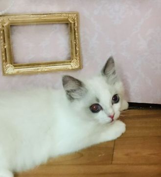 ラグドール【東京都・男の子・2019年2月26日・ブルーポイントバイカラー（シルキーなコート）】の写真「お目目の大きな可愛い子」