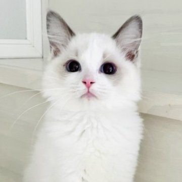 ラグドール【東京都・女の子・2023年8月20日・ブルーポイントバイカラー（シルキーなコート）】の写真「目が合うだけでゴロゴロ言います♡」