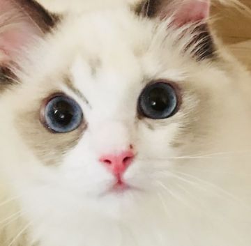 ラグドール【東京都・女の子・2018年4月4日・ブルートーティポイントバイカラー(三毛)（シルキーなコート）】の写真「とっても甘えん坊さん」