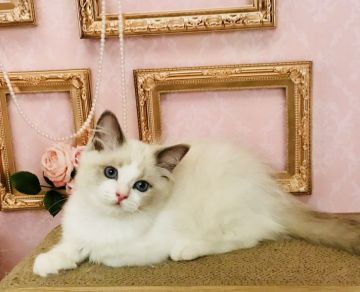 ラグドール【東京都・男の子・2018年1月2日・ブルーポイントバイカラー（シルキーなコート）】の写真「気がつくとぴっとりくっついています」