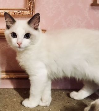 ラグドール【東京都・男の子・2018年4月4日・ブルーポイントバイカラー（シルキーなコート）】の写真「甘えん坊さんの男の子」