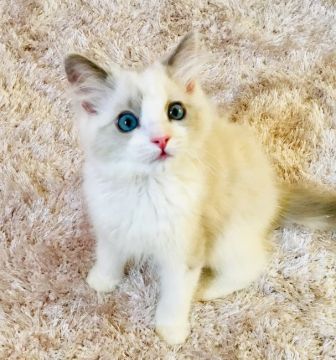ラグドール【東京都・女の子・2019年6月13日・ブルートーティバイカラー(三毛)（シルキーなコート）】の写真「人懐っこい甘えん坊さん」