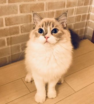 ラグドール【東京都・女の子・2017年2月19日・ブルーリンクスバイカラー（シルキーなコート）】の写真「穏やかで愛らしい女の子」