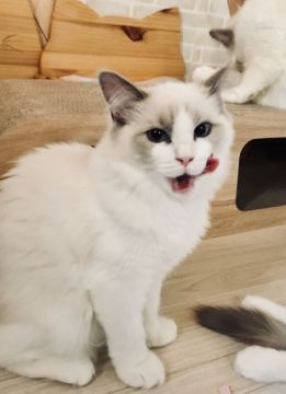 ラグドール【東京都・女の子・2018年3月10日・ブルーポイントバイカラー（シルキーなコート）】の写真「お淑やかな女の子」