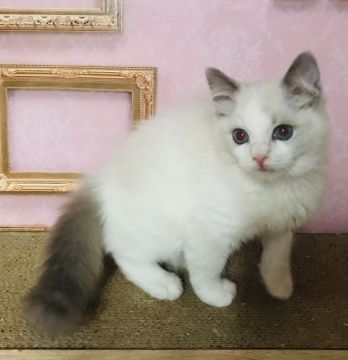 ラグドール【東京都・男の子・2018年11月8日・ブルーポイントバイカラー（シルキーなコート）】の写真「甘えん坊さん」