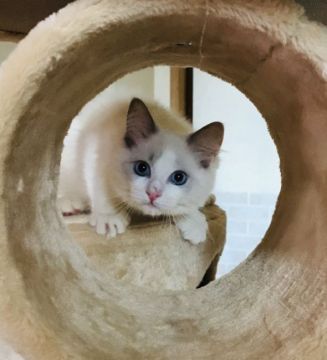 ラグドール【東京都・男の子・2019年3月6日・ブルーポイントバイカラー（シルキーなコート）】の写真「可愛い男の子💕」