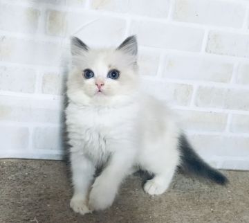 ラグドール【東京都・女の子・2018年11月6日・ブルーポイントバイカラー（シルキーなコート）】の写真「可愛い女の子💖」