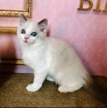 ラグドール【東京都・男の子・2018年11月8日・ブルーポイントバイカラー（シルキーなコート）】の写真「甘えん坊さんな男の子」