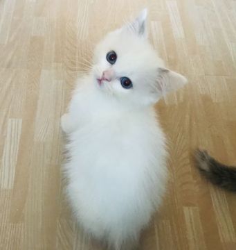 ラグドール【東京都・男の子・2018年10月13日・ブルーポイントバイカラー（シルキーなコート）】の写真「濃いブルーアイが魅力的な男の子」