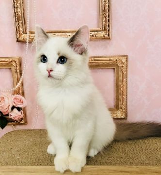 ラグドール【東京都・女の子・2017年12月24日・ブルーポイントバイカラー（シルキー）】の写真「好奇心旺盛な甘えん坊さん」