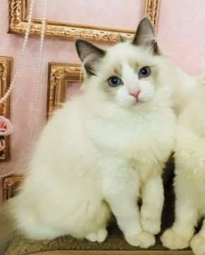 ラグドール【東京都・男の子・2018年2月3日・ブルーポイントバイカラー（シルキーなコート）】の写真「優しい男の子」