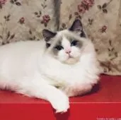 ラグドール【東京都・男の子・2019年8月5日・ブルーリンクスバイカラー】の写真4「パパのマーティン」