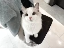 ラグドール【東京都・男の子・2025年5月9日・ブルーバイカラー】の写真10