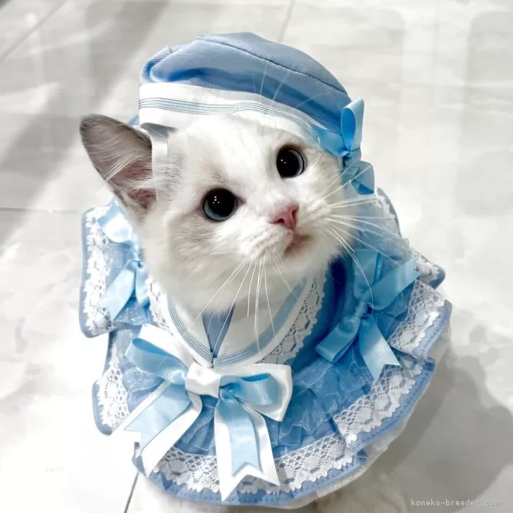 ラグドール【東京都・男の子・2025年5月9日・ブルーバイカラー】の写真1