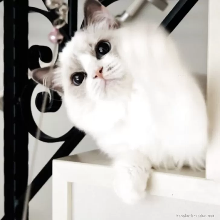 ID：2507-00455の子猫