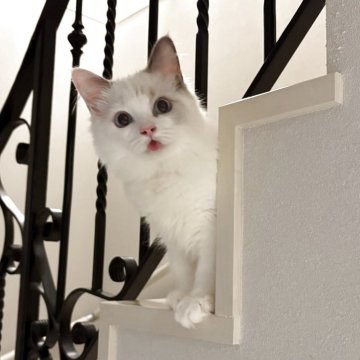 ラグドール【東京都・女の子・2025年5月12日・ブルートーティバイカラー(三毛)（シルキーなコート）】の写真「甘えん坊さんな女の子💖」