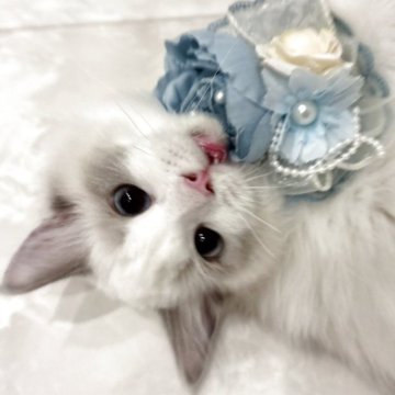 ラグドール【東京都・男の子・2025年5月12日・ブルーバイカラー（シルキーなコート）】の写真「優しい男の子💖」