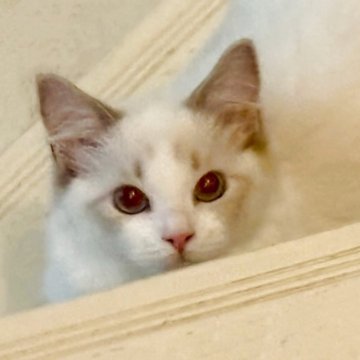 ラグドール【東京都・女の子・2025年5月7日・ブルーリンクスバイカラー（シルキーなコート）】の写真「肩に乗る甘えん坊さん」