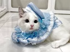 ラグドール【東京都・男の子・2025年5月9日・ブルーバイカラー】の写真2