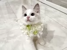 ラグドール【東京都・男の子・2025年5月9日・ブルーバイカラー】の写真3