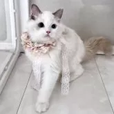 ラグドール【東京都・女の子・2025年5月12日・ブルートーティバイカラー(三毛)】の写真4