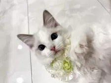 ラグドール【東京都・男の子・2025年5月9日・ブルーバイカラー】の写真4