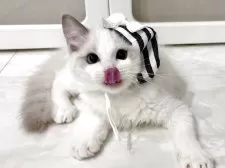 ラグドール【東京都・男の子・2025年5月9日・ブルーバイカラー】の写真5