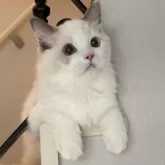 ラグドール【東京都・女の子・2025年5月12日・ブルートーティバイカラー(三毛)】の写真5