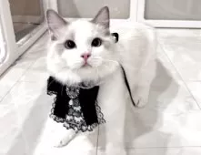 ラグドール【東京都・男の子・2025年5月9日・ブルーバイカラー】の写真7