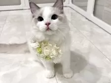 ラグドール【東京都・男の子・2025年5月9日・ブルーバイカラー】の写真8