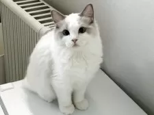 ラグドール【東京都・男の子・2025年5月9日・ブルーバイカラー】の写真9